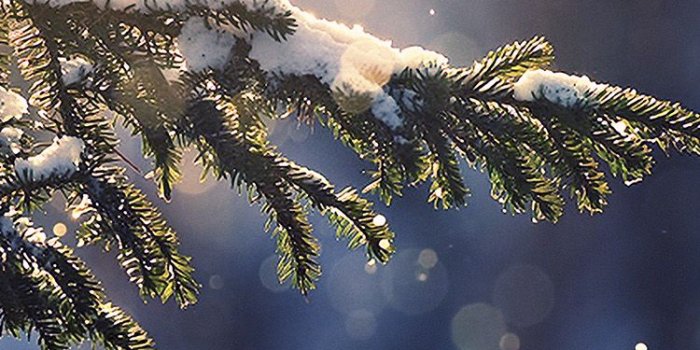 750x1334 iPhone7papers.com | iPhone7 wallpaper | mk28-snowing-tree-blue