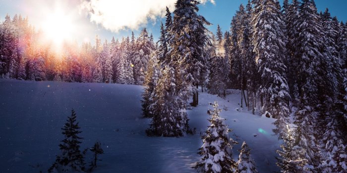 2560x1600 Snow Forest Trees Nature Wallpaper HD - HD Wallpapers