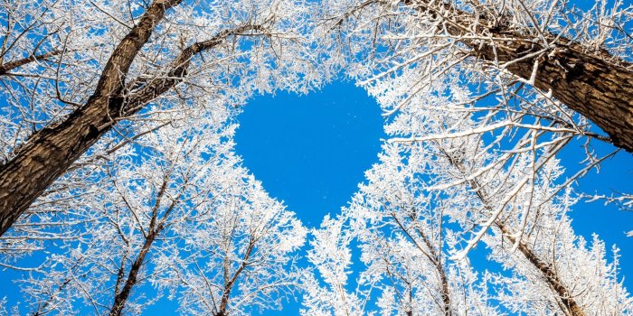 1920x1080 Trees Tree Nature Snow Heart Sky Winter Branches Love - Full Screen