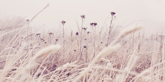 1920x1080 Grass Winter Snow Nature wallpaper | 1920x1080 | #30473