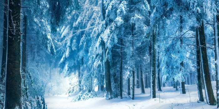 1920x1200 photography, Trees, Winter, Forest, Snow, Nature 4K HD wallpaper