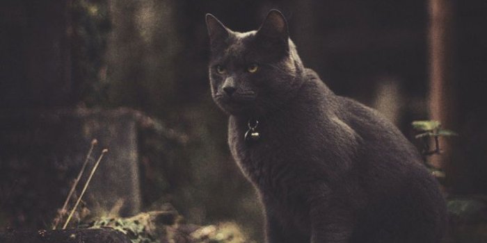 736x1308 10 Super Scary Halloween iPhone Xs Max Wallpapers | Preppy Wallpapers