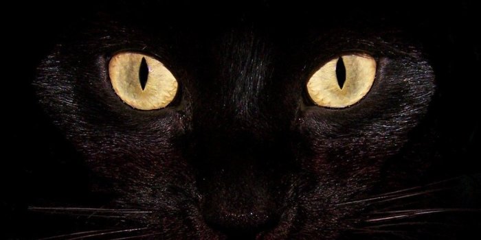 1080x1920 68+ Scary Halloween Wallpapers on WallpaperPlay