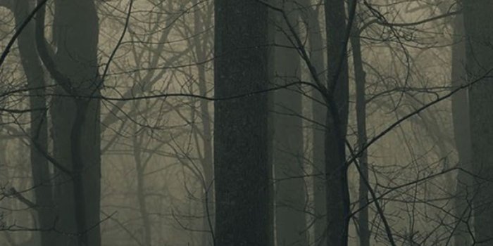 1080x1920 Spooky Forest Trees Mist Android Wallpaper free download