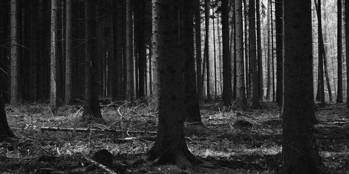 1242x2208 mj53-forest-dark-scary-night-trees-nature - Papers.co