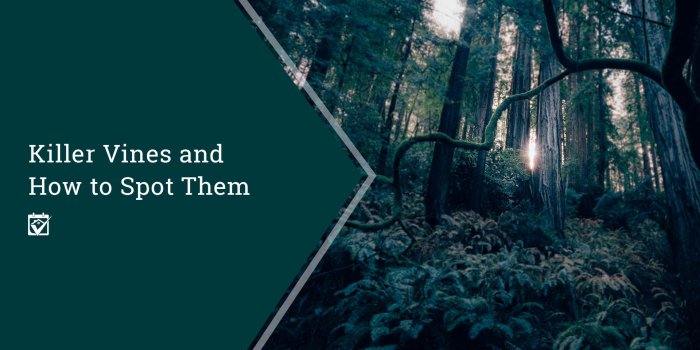 1920x1080 Killer Vines!