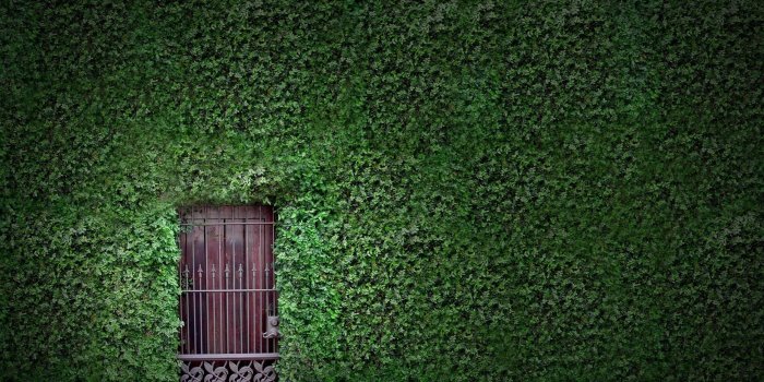 2560x1600 Vine Wallpapers