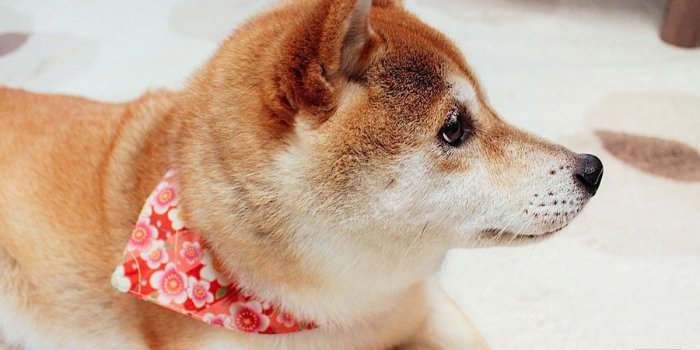 1200x800 Follow the iconic Doge on Vine - The Verge