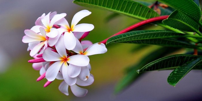 1920x1080 51+ Exotic Flowers Wallpapers on WallpaperPlay