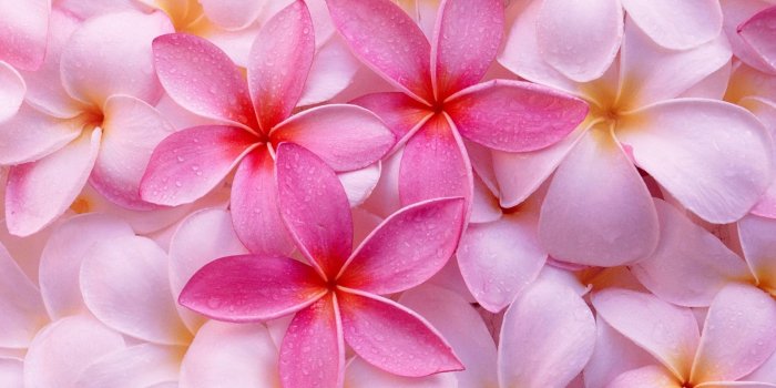 1920x1200 Tropical Flowers wallpaper | 1920x1200 | #78445
