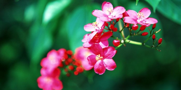 1280x720 Tropical Flowers wallpapers | Tropical Flowers stock photos