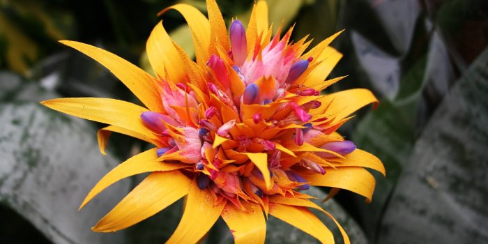 3456x2304 Exotic Flower Wallpapers | Flowers | Exotic flowers