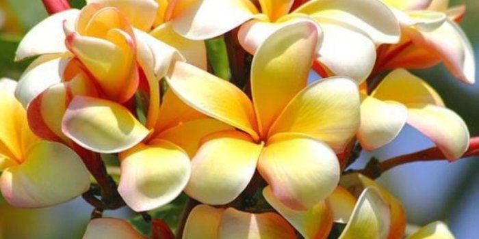 1024x768 Tropical Flowers wallpaper | 1024x768 | #78444