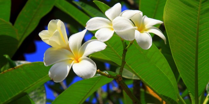 1920x1200 Free Tropical Flowers Wallpaper #6794687