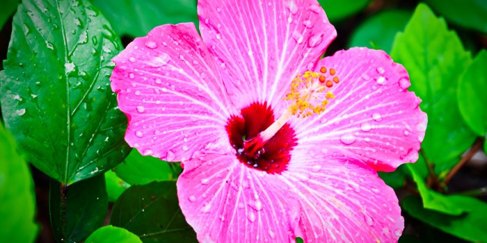 4893x3241 Computer Wallpapers, Desktop Backgrounds Tropical Flowers, 3758.95