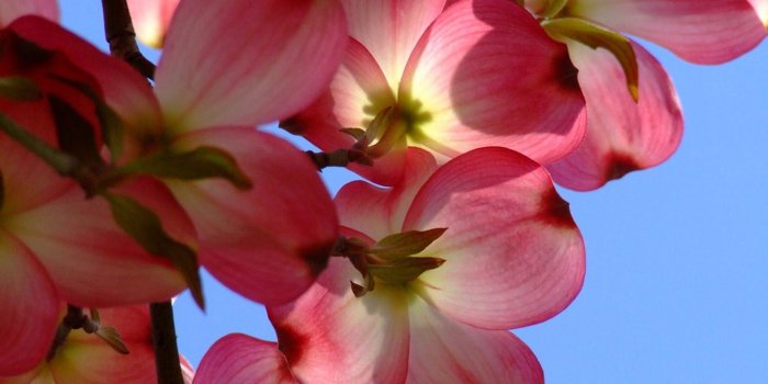 1920x1200 Tropical Flowers wallpaper | 1920x1200 | #78446