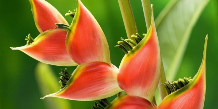 1680x1050 Tropical Flower widescreen wallpaper