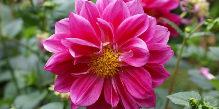 1920x1200 51+ Exotic Flowers Wallpapers on WallpaperPlay