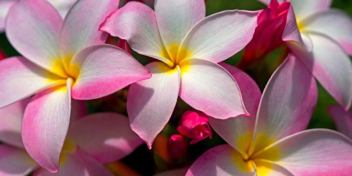1920x1080 45+] Beautiful Hawaiian Flowers Wallpaper Images on WallpaperSafari