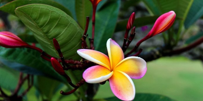 1920x1080 Hawaii Flower Wallpapers Mobile - Tropical Pink & Yellow Flowers