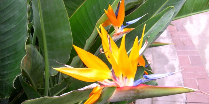 2048x1152 Tropical flower - Barbaras HD Wallpapers