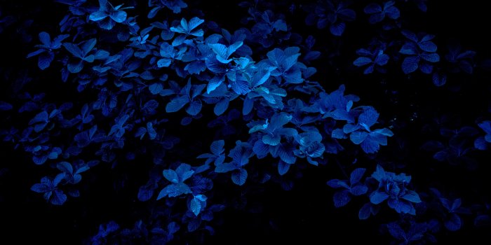 5472x3648 5338667 5472x3648 #blue leafe, #bloom, #nature, #leaves wallpaper