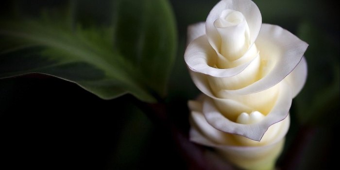 1920x1200 Exotic Flower Wallpapers