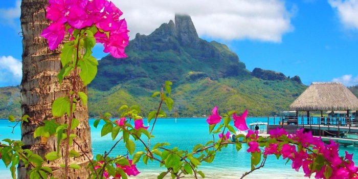 1920x1080 50+ Tropical Flower Scenery Wallpapers - Download at WallpaperBro