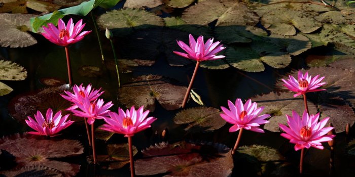 1920x1080 tropical flowers images and wallpapers Download