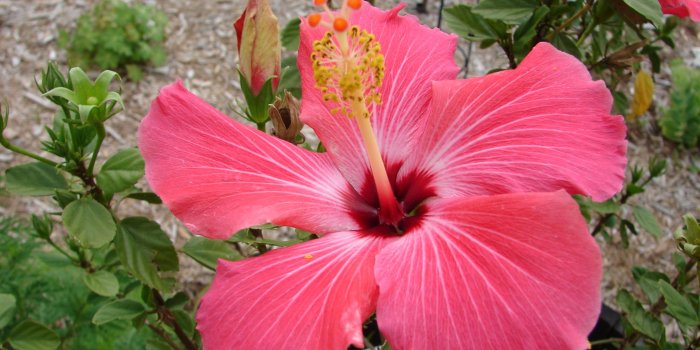 2048x1536 HD Tropical Flowers Wallpapers | Download Free - 908075