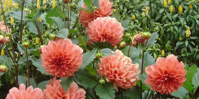 1600x1203 More Beautiful Tropical Flowers Wallpaper | FLgrx Graphics