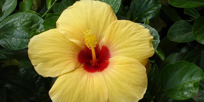 1600x1200 High Quality Tropical Flowers Wallpaper | Full HD Pictures