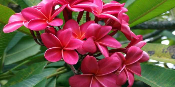 1920x1200 Exotic Flowers Wallpapers - Flowers Healthy