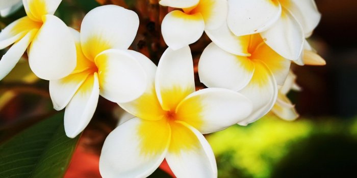1920x1200 Tropical Flowers wallpaper | 1920x1200 | #4956