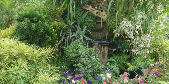 1600x1200 Tropical Flower Wallpaper | Rose Pictures