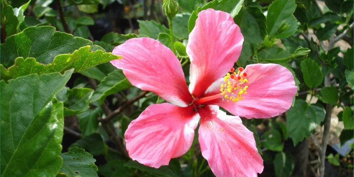 1600x1200 Hawaiian Flower Backgrounds Marvelous Tropical Flowers Wallpapers