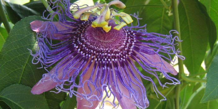 1600x1200 Exotic Flower Wallpaper - Wallpapers Browse