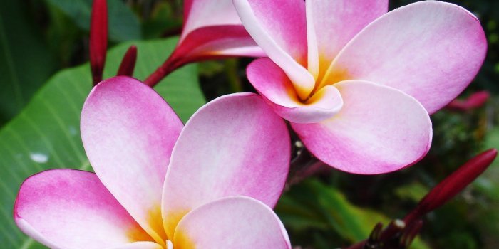 1600x1539 Tropical Flowers 57 Wallpapers FREE Pictures on GreePX