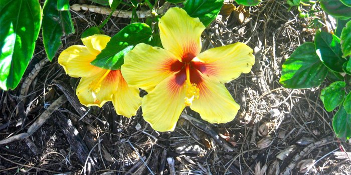 2560x1920 Flowers images Magnificent Yellow Tropical Flowers HD wallpaper and