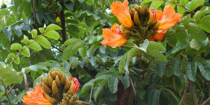 1920x1200 Free download wallpapers tropical flowers widescreen wallpaper