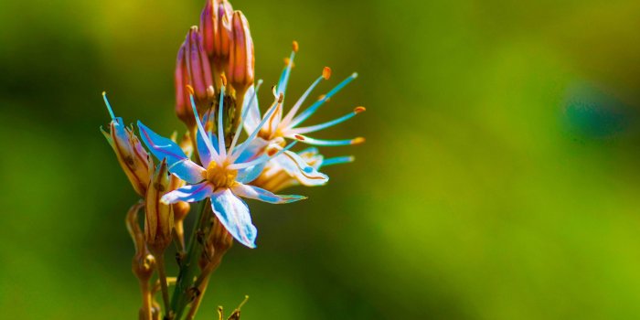 2560x1600 Tropical Flowers Wallpaper Hd