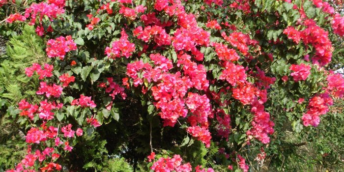 1600x1200 Tropical flowers wallpaper