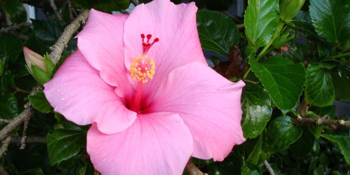 1920x1200 Exotic Flower Wallpaper (54+ pictures)