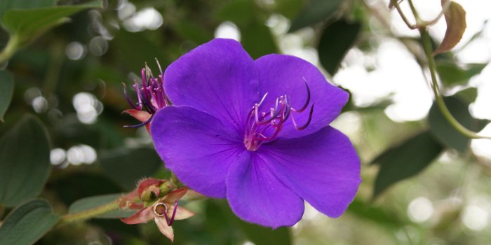 1920x1080 Exotic Flowers Wallpaper (52+ images)