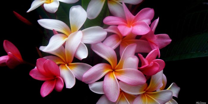 1920x1080 Tropical Flower Wallpaper ,Wallpaper Download , (45) - accomodations
