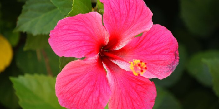 4272x2848 Hawaiian Flowers Desktop Wallpaper - Flowers Healthy