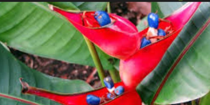 1280x720 Exotic Tropical Flowers Wallpaper for Android - APK Download