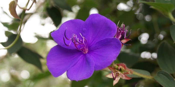 1920x1080 Purple Tropical Flower wallpaper - Flower wallpapers - #28721