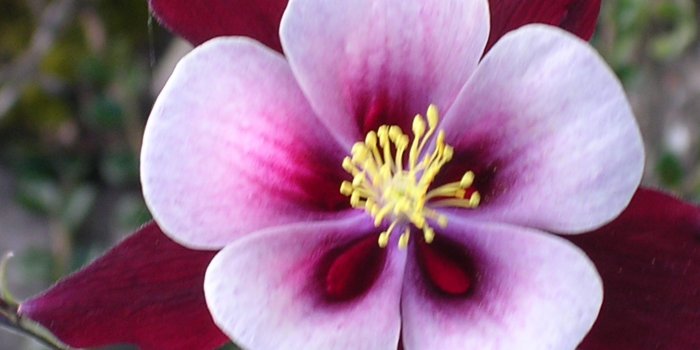 2048x1536 Exotic flowers pictures Gallery