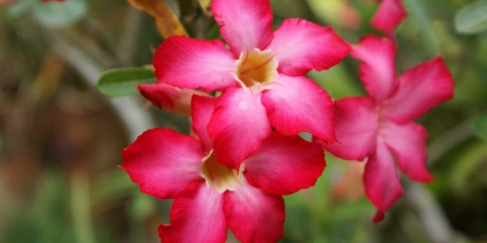 1920x1200 Tropical Flowers Wallpapers